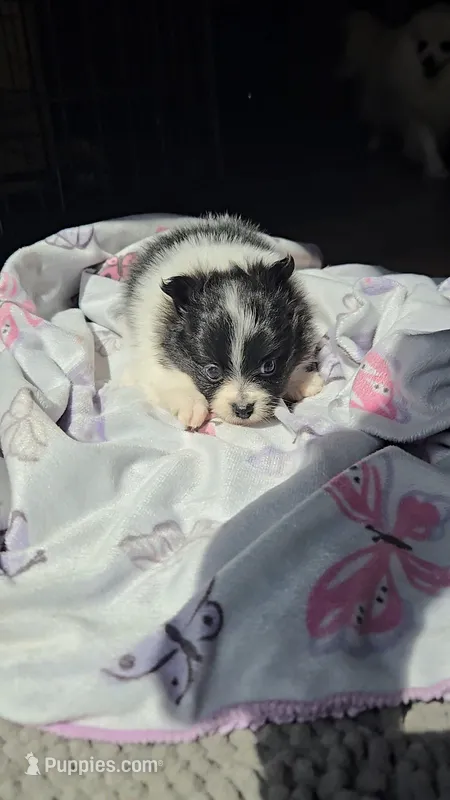 Cupcake – Pomeranian puppy for sale in Newport News, VA