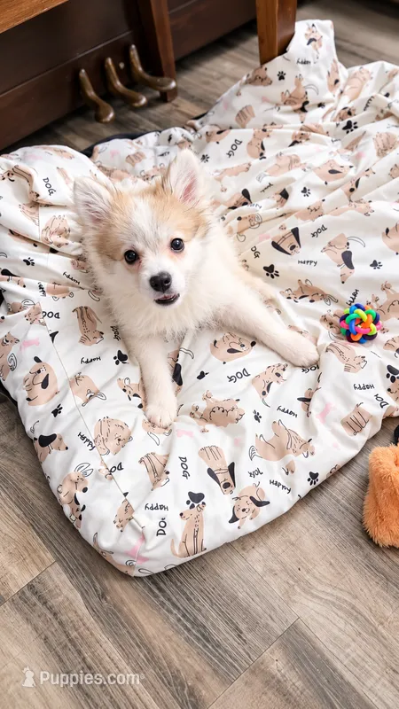 Beau – Pomeranian puppy for sale in Newport News, VA