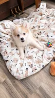 Beau, a male Pomeranian for sale in Newport News, VA – 1 of 4