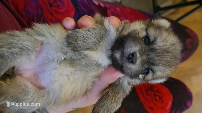 Happy Feet – Pomeranian puppy for sale in Newport News, VA