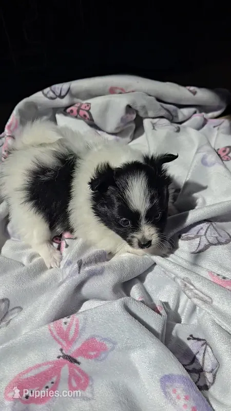 Cookie – Pomeranian puppy for sale in Newport News, VA