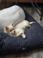 Spicer, a female Pomeranian for sale in Newport News, VA – Photo 4 of 8