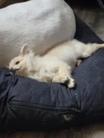 Spicer, a female Pomeranian for sale in Newport News, VA – Photo 6 of 8