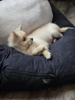 Spicer, a female Pomeranian for sale in Newport News, VA – Photo 1 of 8