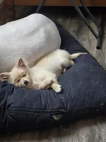 Spicer, a female Pomeranian for sale in Newport News, VA – Photo 3 of 8