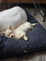 Spicer, a female Pomeranian for sale in Newport News, VA – Photo 7 of 8