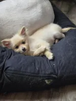 Spicer, a female Pomeranian for sale in Newport News, VA – Photo 8 of 8