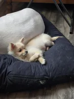 Spicer, a female Pomeranian for sale in Newport News, VA – Photo 2 of 8