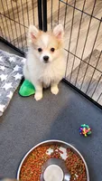 Beau, a male Pomeranian for sale in Newport News, VA – 4 of 4