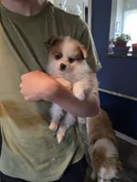 Chewy, a male Pomeranian for sale in Newport News, VA – 3 of 3