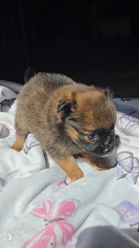 Brownie – Pomeranian puppy for sale in Newport News, VA