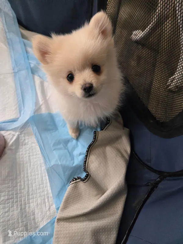 Koda – Pomeranian puppy for sale in Newport News, VA