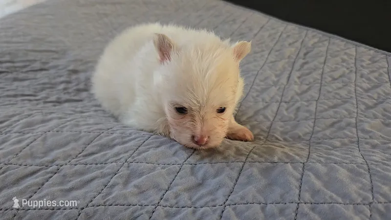 Tiny – Pomeranian puppy for sale in Newport News, VA