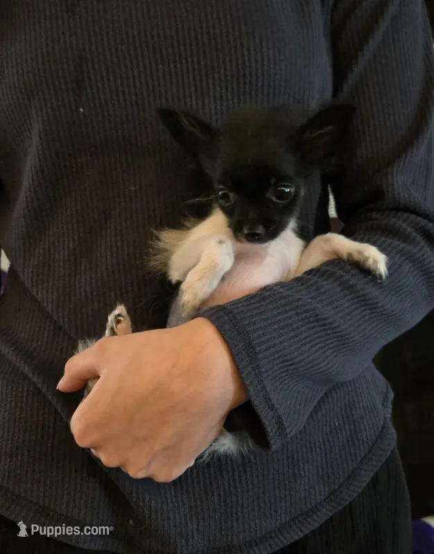 Very Tiny Timmy – Pomchi puppy for sale in Newport News, VA