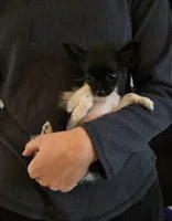 Very Tiny Timmy, a male Pomchi for sale in Newport News, VA – 1 of 4