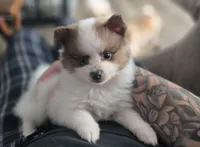 Han Solo, a male Pomeranian for sale in Newport News, VA – 3 of 3