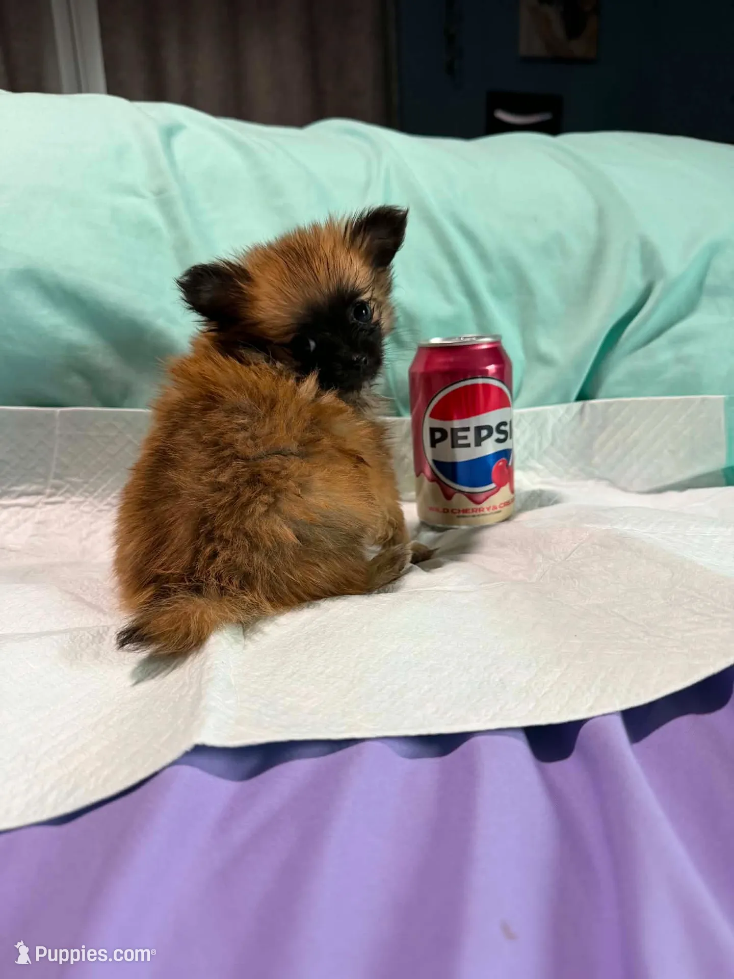 Princess, a female Pomchi for sale in Newport News, VA – 1 of 2