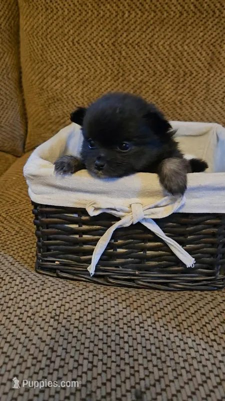 Mando – Pomeranian puppy for sale in Newport News, VA