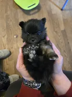 Mando, a male Pomeranian for sale in Newport News, VA – Photo 5 of 5