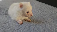Tiny, a male Pomeranian for sale in Newport News, VA – 2 of 4