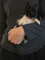 Very Tiny Timmy, a male Pomchi for sale in Newport News, VA – 3 of 4