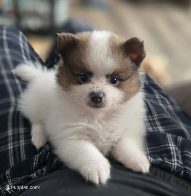 Han Solo – Pomeranian puppy for sale in Newport News, VA