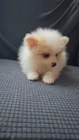 Wicket, a male Pomeranian for sale in Newport News, VA – 3 of 4