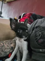 Very Tiny Timmy, a male Pomchi for sale in Newport News, VA – 4 of 4