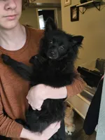 Lavender, a female Pomeranian for sale in Newport News, VA – Photo 2 of 2