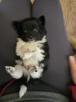 Boy 4, a male Pomchi for sale in Newport News, VA – Photo 1 of 4