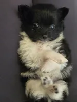 Boy 4, a male Pomchi for sale in Newport News, VA – Photo 3 of 4