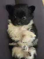 Boy 4, a male Pomchi for sale in Newport News, VA – Photo 4 of 4