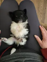 Boy 4, a male Pomchi for sale in Newport News, VA – Photo 2 of 4