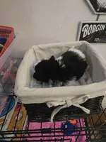 Boy 1, a male Pomchi for sale in Newport News, VA – Photo 2 of 3