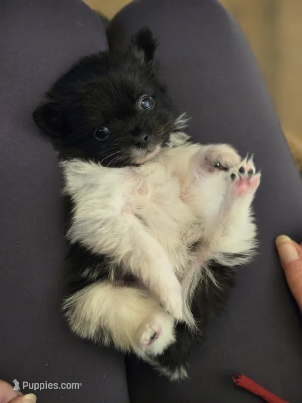 Boy 1 – Pomchi puppy for sale in Newport News, VA