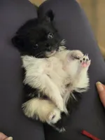 Boy 1, a male Pomchi for sale in Newport News, VA – Photo 1 of 3