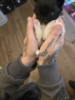 Boy 1, a male Pomchi for sale in Newport News, VA – Photo 3 of 3