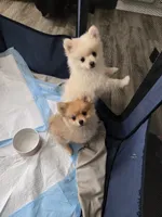 Koda, a male Pomeranian for sale in Newport News, VA – Photo 3 of 3