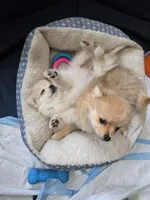 Koda, a male Pomeranian for sale in Newport News, VA – Photo 2 of 3