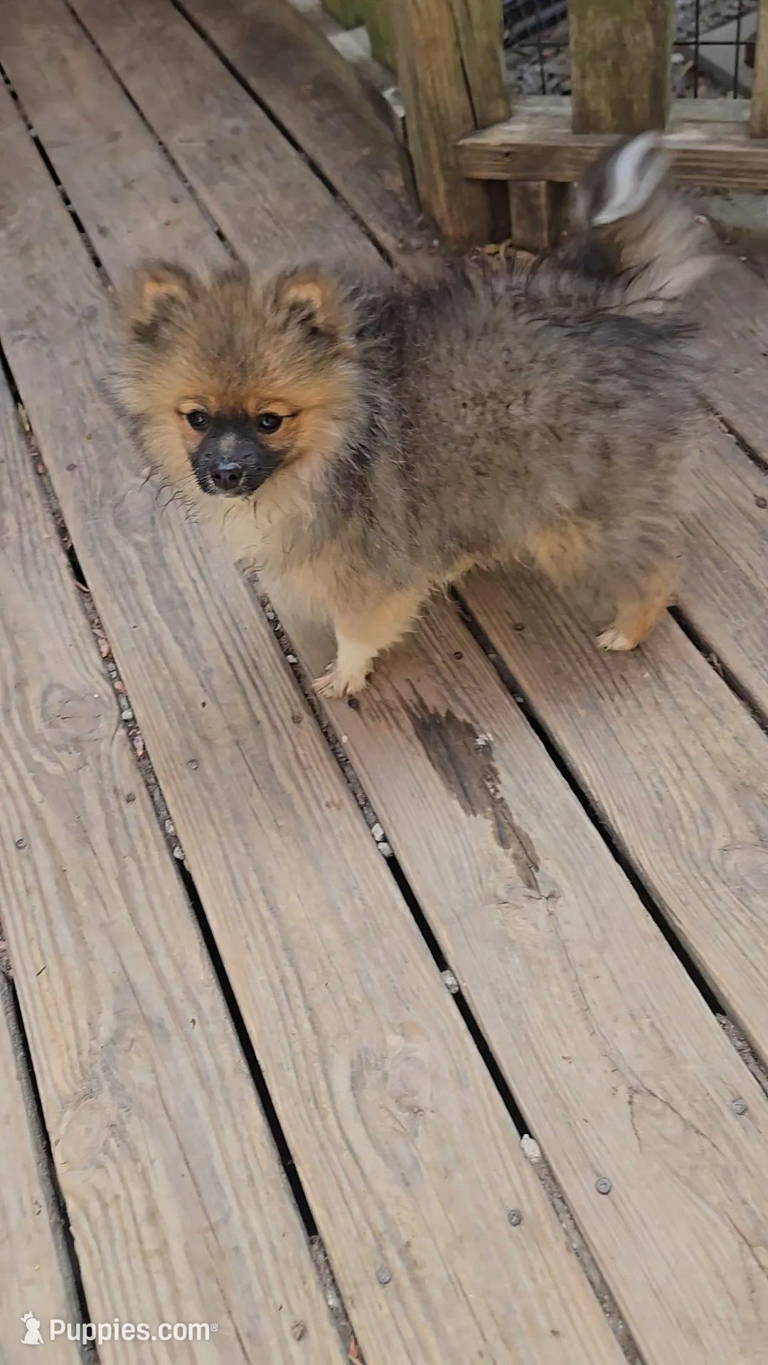 Simba, a male Pomeranian for sale in Newport News, VA – Photo 1 of 2