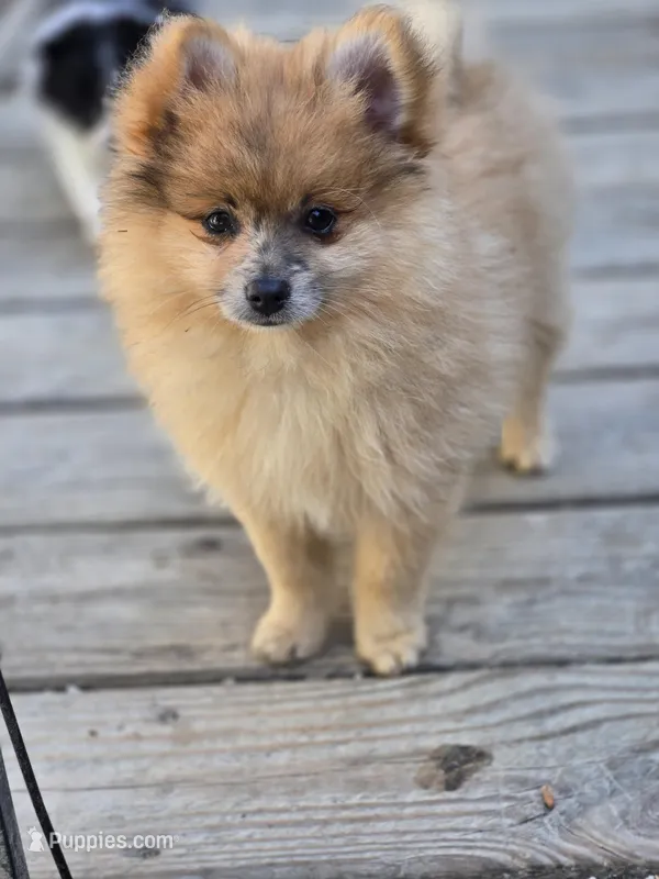 Copper – Pomeranian puppy for sale in Newport News, VA