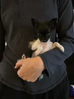 Very Tiny Timmy, a male Pomchi for sale in Newport News, VA – 2 of 4