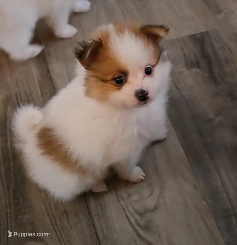 Chewy – Pomeranian puppy for sale in Newport News, VA