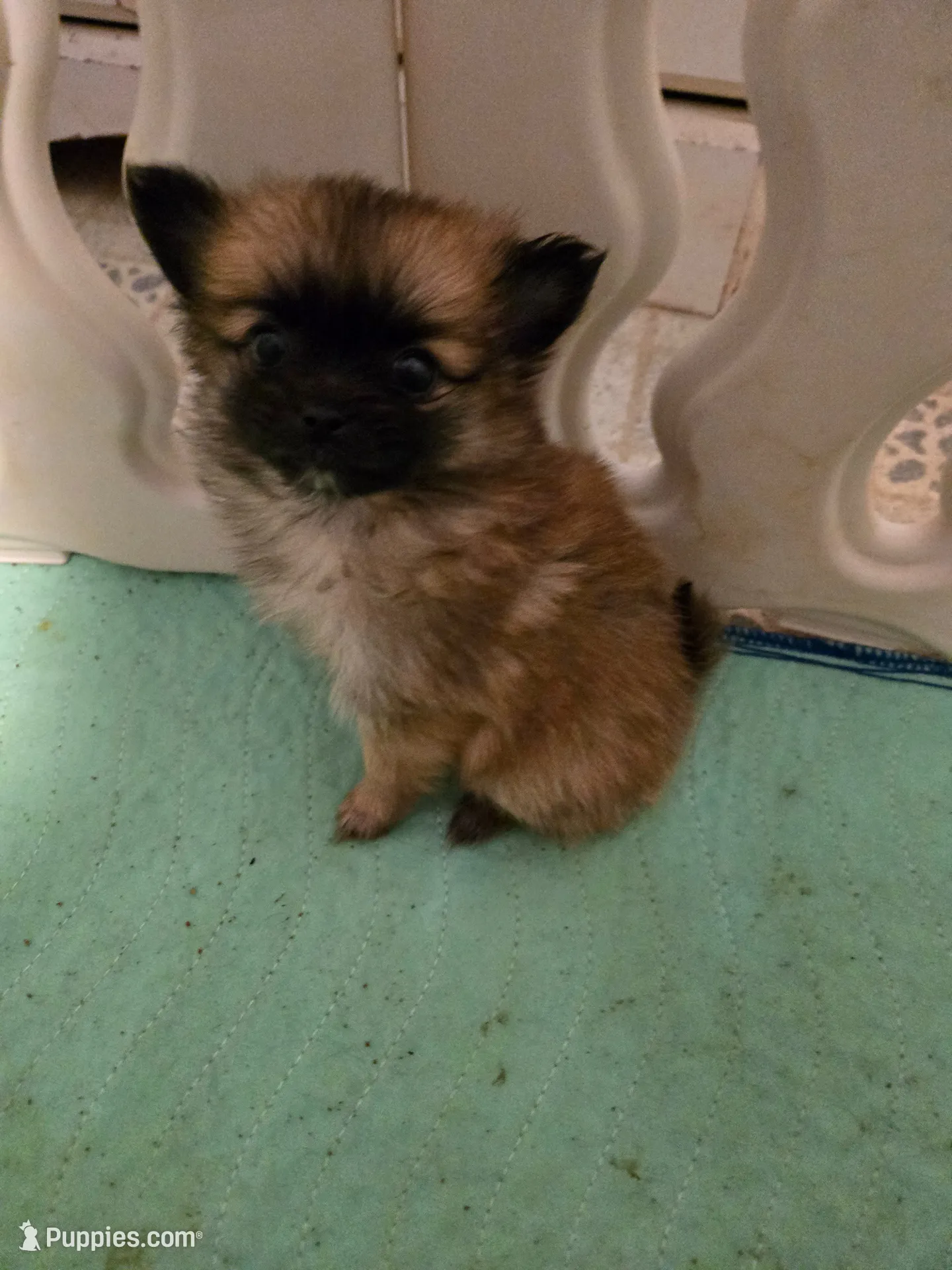 Princess, a female Pomchi for sale in Newport News, VA – 2 of 2