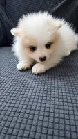 Wicket, a male Pomeranian for sale in Newport News, VA – 4 of 4