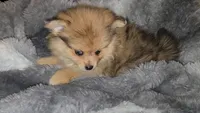 Flynn, a male Pomeranian for sale in Newport News, VA – Photo 3 of 5
