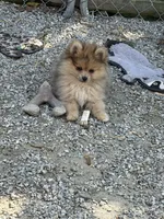 Flynn, a male Pomeranian for sale in Newport News, VA – Photo 4 of 5