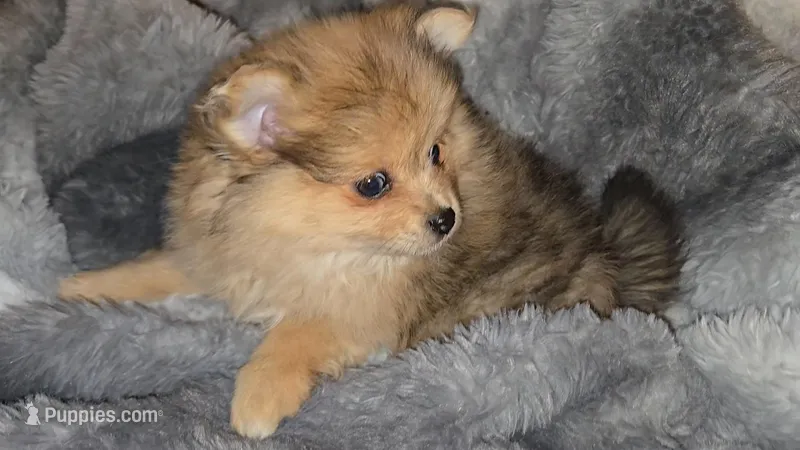 Flynn – Pomeranian puppy for sale in Newport News, VA