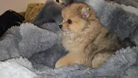 Flynn, a male Pomeranian for sale in Newport News, VA – Photo 2 of 5