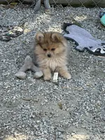 Flynn, a male Pomeranian for sale in Newport News, VA – Photo 5 of 5